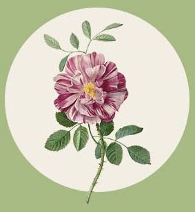 flora-rosa3 flora-rosa3